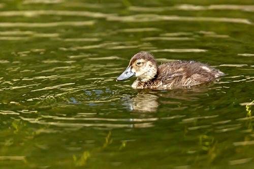 Greater Scaup duckling by Alan Vernon. is licensed under CC BY-NC-SA 2.0